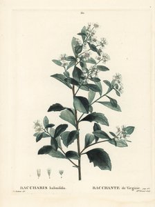 Doğu baccharis, yerfıstığı çalısı, deniz mersini veya tuzlu çalı, Baccharis halimifolia. Henri Louis Duhamel du Moncel