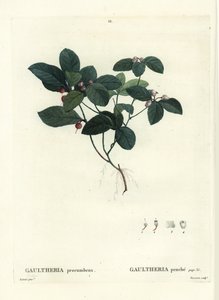 Doğu teaberry, dama veya boxberry, Gultheria procumbens. Henri Louis Duhamel du Moncel