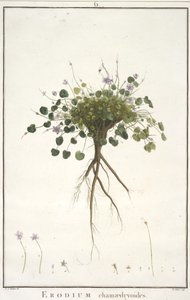 Erodium chamaedryoides, Geraniology