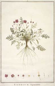Erodius supracanum, Geraniology