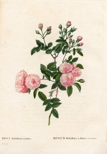 Et pembesi pembe multiflora, Rosa multiflora var. carnea, carnea çiçekli Rosier Multiflora. Pierre Joseph Redoute