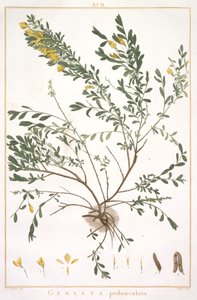 Genista pedunculata, Stripes Nova veya Less Known