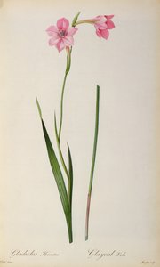 Glayöl Hirsulus, "Les Liliacees"den, 1805 by Pierre Joseph Redouté