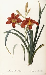 Hemerocallis Fulva - Hemerocalle Fauve by Pierre Joseph Redouté