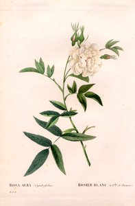 Kenevir yapraklı beyaz gül, Rosa alba var. cannabifolia, kenevir yaprakları ile beyaz gül. Pierre Joseph Redoute