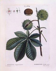 At kestanesi veya Conker ağacı (Aesculus hippocastanum), Henry Louis Duhamel du Monceau, Pierre Joseph Redouté