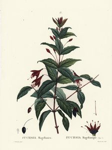 Sinek kuşu fuşya, Fuşya magellanica. Henri Louis Duhamel du Moncel