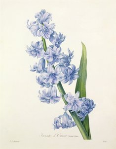 Hyacinthus orientalis (ortak sümbül), Victor tarafından 