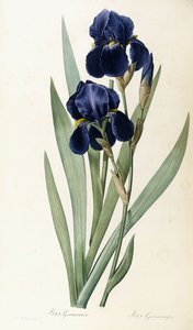 iris Germanica