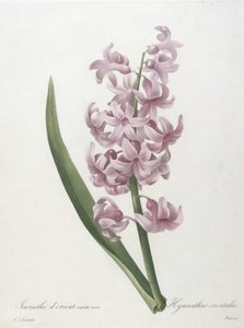 Altın sümbül gül çeşidi, Hyacinthus orientalis, En Güzel Çiçeklerin ve En Güzel Meyvelerin Seçimi