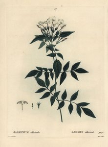 Yasemin, Jasminum officinale. Henri Louis Duhamel du Moncel