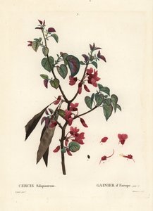 Erguvan ağacı, Cercis siliquastrum. Henri Louis Duhamel du Moncel