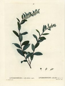 Leatherleaf, Chamaedaphne calyculata (Andromeda calyculata). Henri Louis Duhamel du Moncel