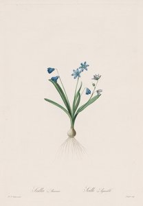 Liliaceans: Scilla amaena by Pierre Joseph Redouté