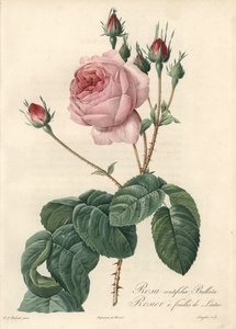 Marul yaprağı gülü - Eau forte de Langlois, Les Roses