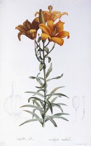 zambak bülbülü by Pierre Joseph Redouté