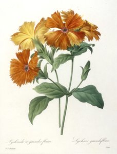 Büyük çiçekli Lychnidus, Lychnus grandiflora, En Güzel Çiçeklerin ve En Güzel Meyvelerin Seçimi