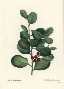 Madeira kutsal, Ilex perado (Holly of Madeira, Ilex maderiensis). Henri Louis Duhamel du Moncel
