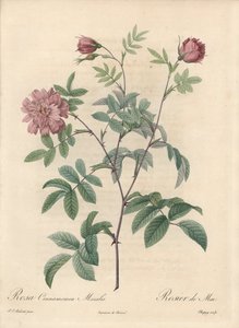 Mayıs gülü veya tarçın gülü - Eau forte de Chapuy, Pierre Joseph Redoute