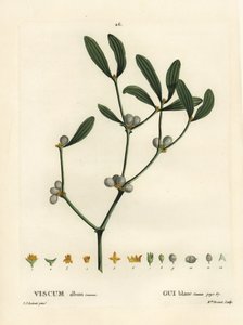 Ökseotu, Visum albümü. Henri Louis Duhamel du Moncel