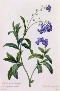 Myosotis Scorpiodes (renkli gravür) by Pierre Joseph Redouté