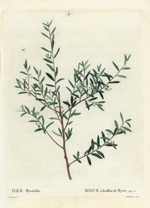 Myrtle kutsal veya mersin dahoon, Ilex myrtifolia. Henri Louis Duhamel du Moncel