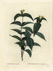 Kuzey çalı hanımeli, Diervilla lonicera (Lonicera diervilla). Henri Louis Duhamel du Moncel
