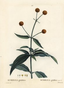 Portakal top ağacı veya portakal top buddleja, Buddleja globosa (Buddlea globiflora). Henri Louis Duhamel du Moncel