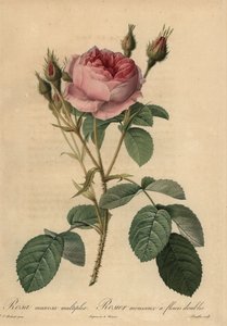 Pembe yosun gülü, Rosa centifolia f. muskoza by Pierre Joseph Redouté