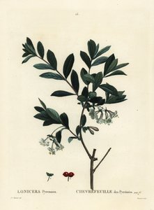 Pirene hanımeli, Lonicera pyrenaica. Henri Louis Duhamel du Moncel