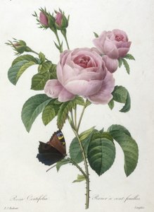 Rosa Centifolia, Yüz Yapraklı Gül, En Güzel Çiçeklerin ve En Güzel Meyvelerin Seçimi