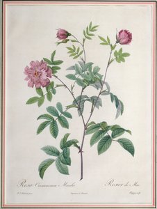 Chapuy tarafından oyulmuş Rosa Cinnamomea Maialis, Remond tarafından yayınlandı by Pierre Joseph Redouté