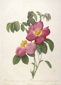 Rosa Gallica rosea flora simplici, Rosier de Provins bir fleurs gül ve basit, La Couronne Des Roses