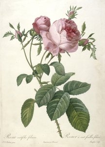 Rosa centifolia foliacea, Rosier a cent feuilles, yaprak, Les Roses