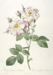 Rosa damascene variegata, Rosier dYorck et de Lancastre, La Couronne des Roses