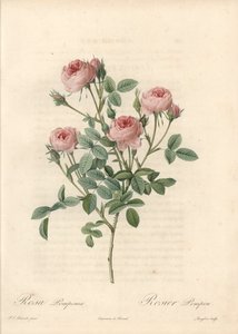 Pembe çiçekli Rose de Meaux - Les Roses