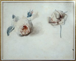 Gül çalışması Suluboya, Pierre Joseph Redoute (1759-1840) 19. yüzyıl Malmaison, musee du chateau. by Pierre Joseph Redouté
