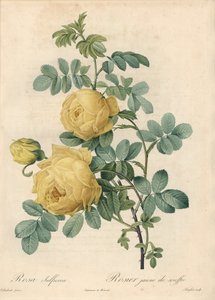 Rosier des Turks - Eau forte de Langlois, Les Roses