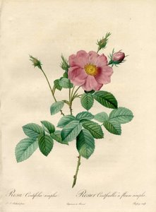 Basit çiçeklerle gül yaprakları - Eau forte de Chapuy, Les Roses