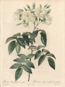 Misk gülü, çift çiçekli - Charlin tarafından Gravür, Pierre Joseph Redoute