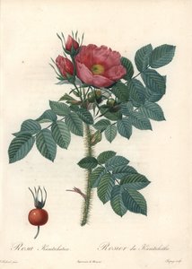 Kaba gül veya Kamçatka gülü - Eau forte de Chapuy, Les Roses