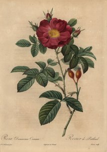 Kızıl şam gülü, Rosa damascena by Pierre Joseph Redouté