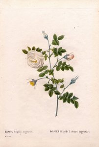 Gümüş çiçekli gül hispid, Rosa tomentosa çeşidi, Gümüş çiçekli Pembe Gül. Pierre Joseph Redoute