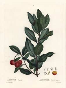 Çilek ağacı, Arbutus unedo. Henri Louis Duhamel du Monceau