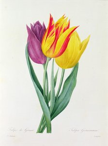 Tulipa Gesneriana (renkli gravür) by Pierre Joseph Redouté