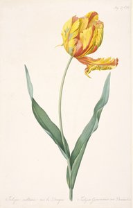 Tulipa Gesneriana var. Dracontia Papağanı Lale , 1816 by Pierre Joseph Redouté