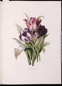 Laleler, "Güzel Bir Çiçek Buketleri Serisi"nden by Pierre Joseph Redouté