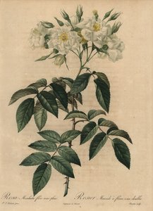 Beyaz misk gülü, Rosa moschata by Pierre Joseph Redouté