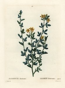 Yabani veya sarı Yasemin, Jasminum fruticans. Henri Louis Duhamel du Moncel