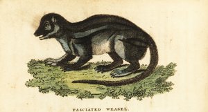 Geniş çizgili Madagaskarlı firavun faresi, Galidictis fasciata., 1800 (gravür) by Pierre Sonnerat